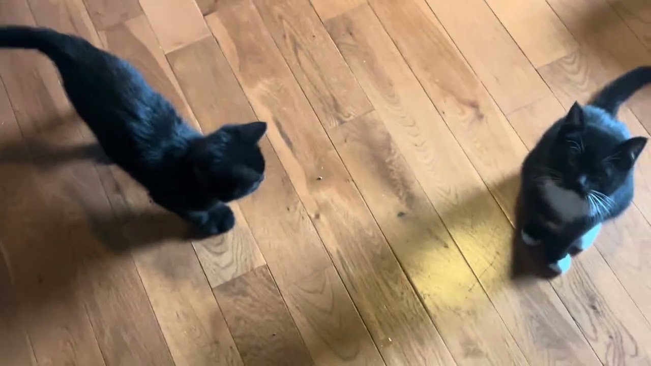 Enlarge Annabelle - MEET ME @ PETCO 01/03/26!, a Adoptable mixed breed in Cookeville, TN video 4/4