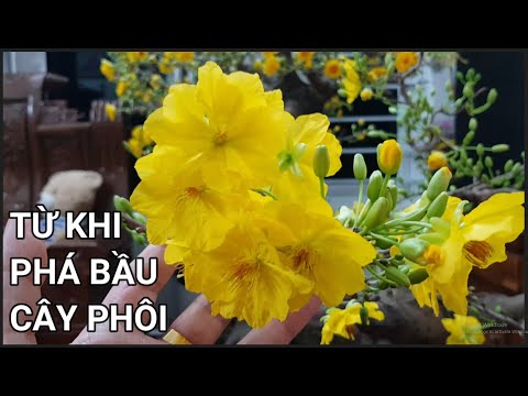 🔴 QBS22351 - REVIEWING THE APRICOT TREE AFTER BREAKING THE SOIL POT AND REPLANTING IT MORE THAN 1...