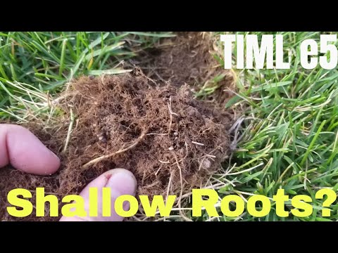 download lagu mp3 mp4 Shallow Roots, download lagu Shallow Roots gratis, unduh video klip Shallow Roots