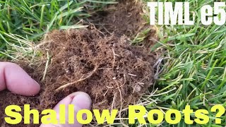 DIY how to manage shallow grass roots.  This is my lawn e5.