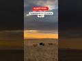 Wildebeest Vs Two Lioness Lone Warrior Fight For Life Wildlife Shorts Shorts