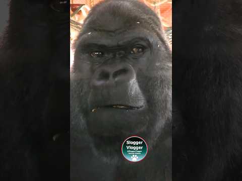 Silverback Strikes Glass And Feasts #eating #gorilla