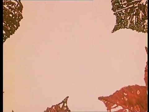 Pohádky z mechu a kapradí - Jak Křemílek a Vochomůrka nevěděli, co se děje