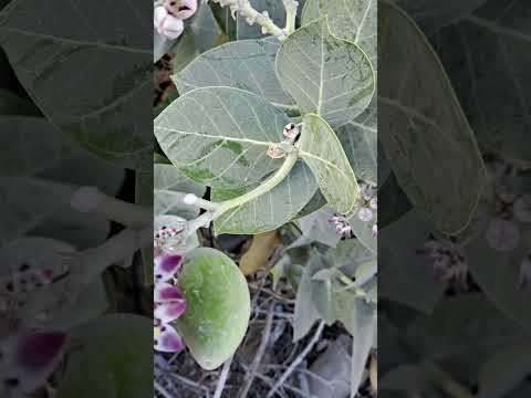 Aak plant ,Aak madar ,Aak flowers , Aak milk, Aak ka dhodh Aak plant seeds.