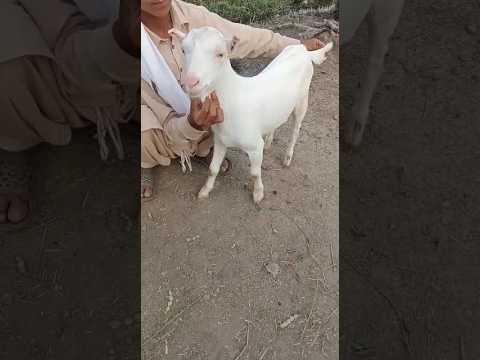 , title : 'Cute Teddy goats #viral #goatfarming #cuteanimals #goat #shortsvideo #shorts @HaqqiGoatFarm #short'