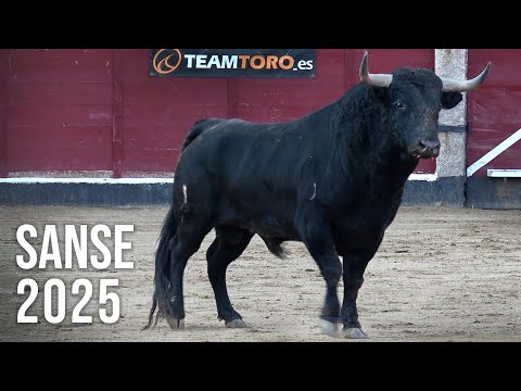 San Sebastián de los Reyes 2025 Concurso con Toros Bravos