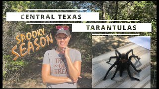 Central Texas Tarantulas