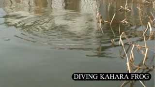 Miniature de la vidéo Nage et animation du leurre Diving Kahara Frog