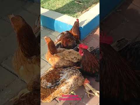 feira das galinhas de Taquarana em Alagoas