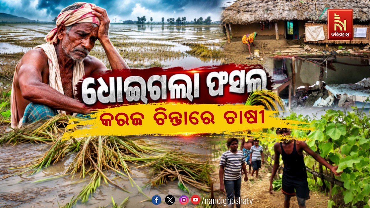 🔴Live | ଧୋଇଗଲା ଫସଲ , କରଜ ଚିନ୍ତାରେ ଚାଷୀ