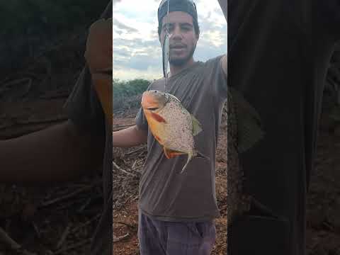 Pescaria de piranha em Formoso do Araguaia to