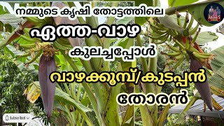 തനി നാടൻ ഏത്തവാഴയുടെ കൂമ്പ് തോരൻ | കൊടപ്പൻ തോരൻ | Aboona‘s Home #healthyfood #vlog #video #recipe