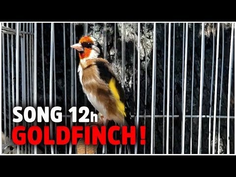 GOLDFINCH 12h Training Song - Amazing Bird