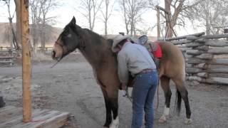 preview picture of video 'Tyler Sorch & Okie Dokie 2013 Top Notch Horse Sale - Cody, WY'