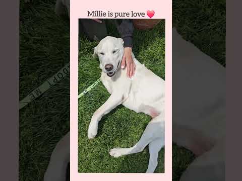 Millie, an adoptable Labrador Retriever & Retriever Mix in Harrison, NY_image-1