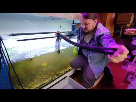 Aquarium Mulm entfernen. Was tun wenn das Aquarium mulmig ist?