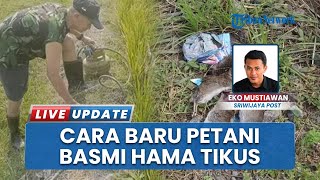 Solusi Unik untuk Membasmi Hama Tikus Ala Petani Musi, Cuma Pakai Belerang dan Tabung Gas Aja!