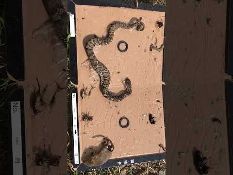 ネズミが鶏の種を食べないようにするために何ができるでしょうか?シンプルだが効果的な 8 つのヒント  庭園