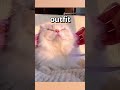 DO YOU THINK This CAT Looks CUTE Wholesome Moments