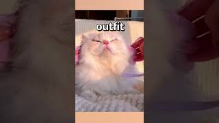 DO YOU THINK this CAT looks CUTE 😱 | Wholesome Moments