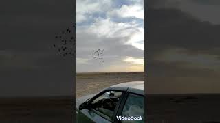 کبوتران مسافتی آقای محسن کارگر سیستان بلوچستان زهک کبوترمسافتی اهواز