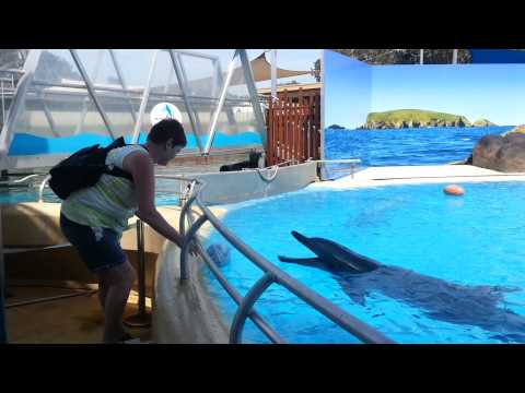 download lagu mp3 mp4 Bucky The Dolphin, download lagu Bucky The Dolphin gratis, unduh video klip Bucky The Dolphin