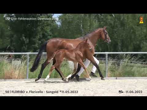 KN 50: Hengstfohlen v. Floricello/Sungold