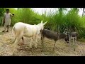 Donkey Mazy Karty Hoewy Donkey Mating Donkey Breeding Donkey Living Breeding