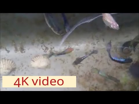 Test fitur kamera hp (video 4k)