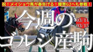 今週のゴールドシップ産駒 (03/14,15)【祝！メイショウ馬が春を告げる！障害G2へも参戦！／メイショウナルカミ,マイネルメサイアなど】