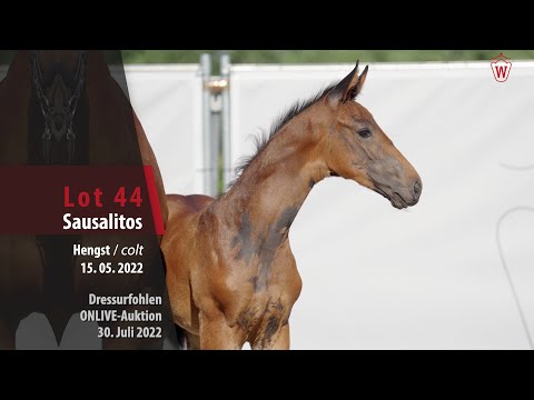 OnLive-Auktion Lot 44 Sausalitos Hengst v. Secret Game - Belissimo M