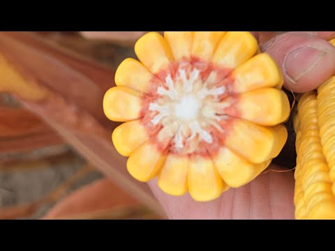 Corn Check, HeadsUp Trial Results