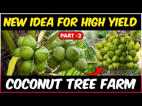 Grow Coconut Tree For More/High Yield | How To Treat, Prevent Diseases In Coconut Tree - Part 2