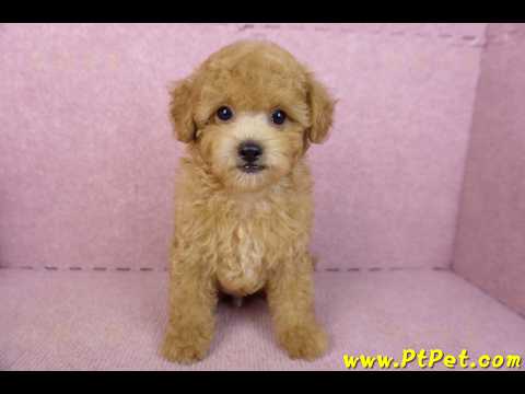 02/11奶油貴賓公幼犬