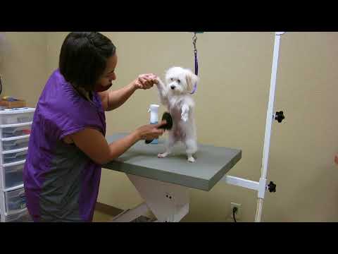 download lagu mp3 mp4 My Favorite Groomer Video, download mp3 My Favorite Groomer Video free download, download mp3 My Favorite Groomer Video