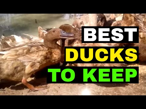 , title : 'AMAZING Khaki Campbell Ducks | Khakis the best egg laying ducks'