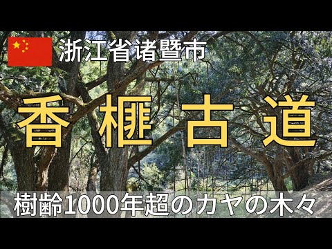 [Província de Zhejiang] Trekking na antiga trilha de Xiangqi na cidade de Zhuxi - árvores Kaya com mais de 1000 anos