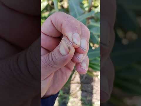 Sorgo atacado por palomas en Colonia Elisa, Chaco