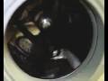 Cat In Washing Machine