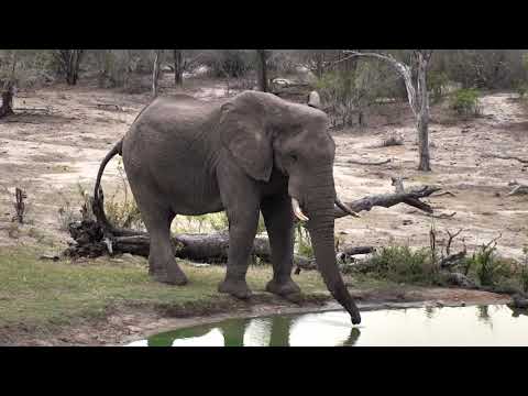 Djuma: Lone Elephant bull - 07:14 - 11/21/18