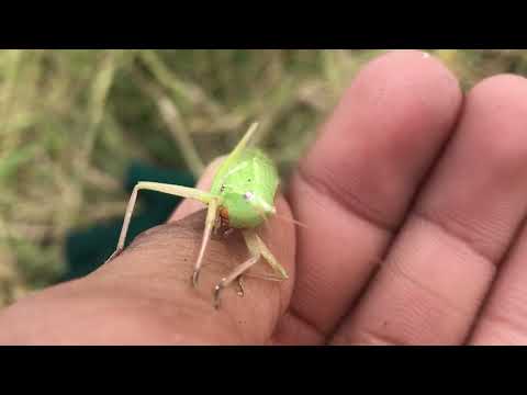 Grasshopper!
