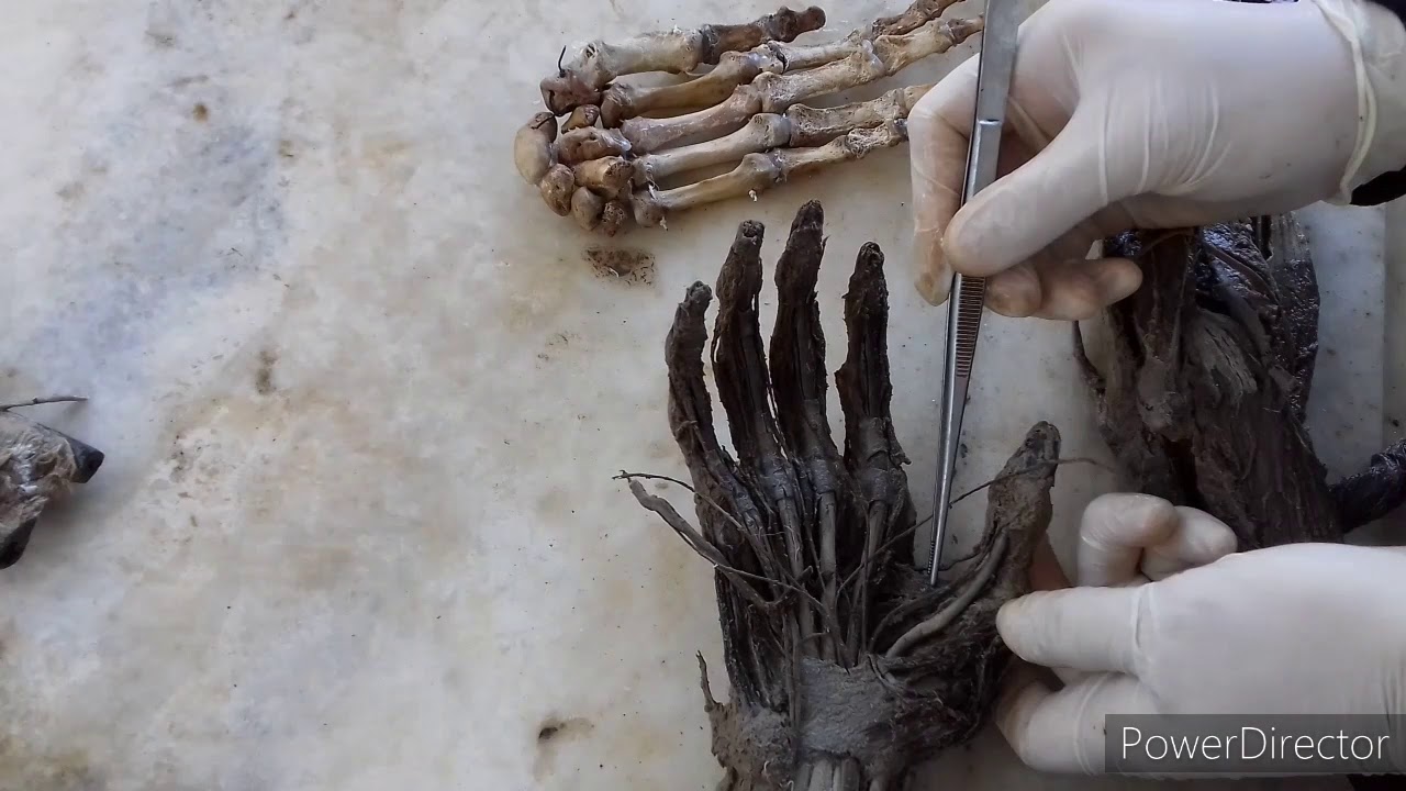 TP N°7: Miología del miembro superior: músculos de la mano. Dr. Luciano Esborrat