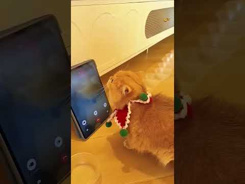Baba Ging ließ Doggy und Kitty ganz allein zurück … und dann – was ist da wohl passiert! 😱🐶🐱