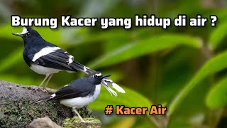 Download lagu Burung Kacer Air Besar dan Kecil ‼️bahas burung di alam liar mp3