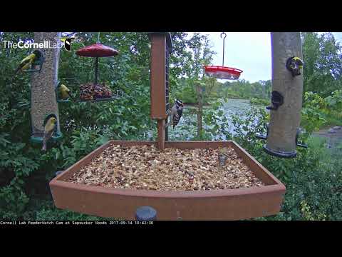 American Goldfinches Populate Cornell Feeders – Sept. 14, 2017