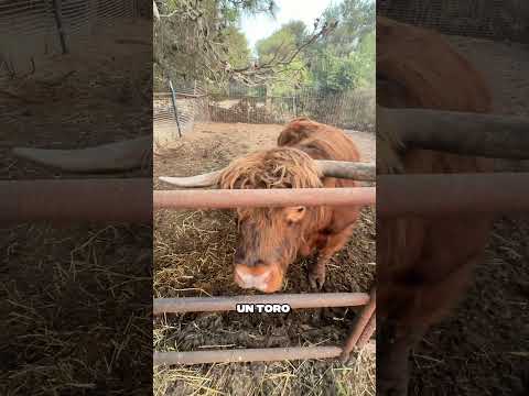SIAMO FINITI IN UNO ZOO