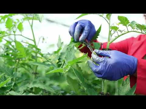 Karya - Geothermal Greenhouse