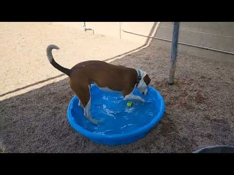 PETEY, an adoptable Boxer & Pit Bull Terrier Mix in Phoenix, AZ_image-1
