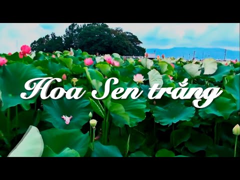 Hoa sen trắng - Hiểu Đặng