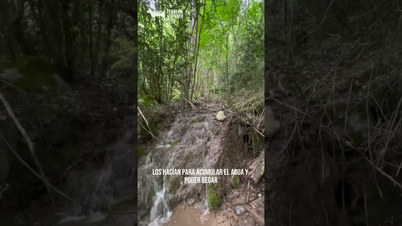 Junio 2026 - Basales y muros - cómo la vegetación de nuestras montañas ha evolucionado